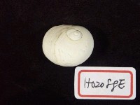 藏品(玉螺)的圖片